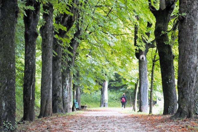 Med 300 drevesi v Kettejevem drevoredu stoji še 109 prvotnih divjih kostanjev, zasajenih v zadnjih letih 19. stoletja.