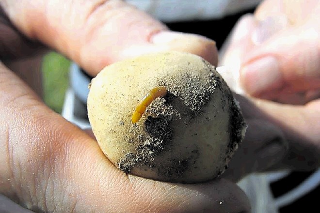 S sesanjem krompirjevih gomoljev strune nadomeščajo  izgubljeno vlago.
