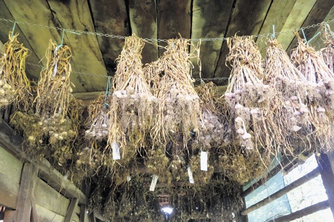 S stropa domačega skednja visijo suhi šopi česna, tudi sort, ki jih še ni sadil.