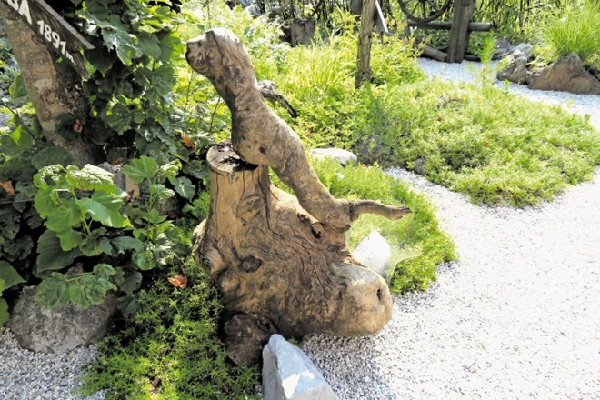 Marsikatera korenina na vrtu spominja na žival, pravi stane Brus, kot ta, ki je podobna vidri.