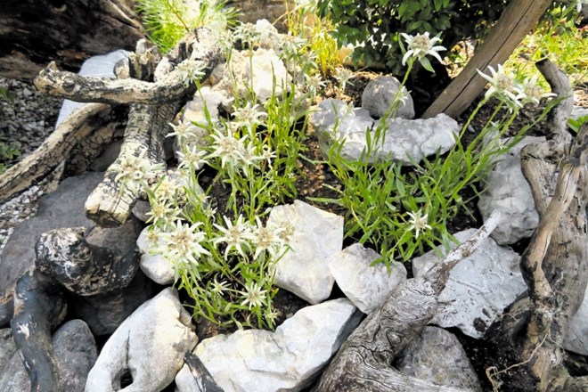 Med okoli 150 različnimi vrstami rastlin v Brusovem vrtu uspevajo tudi vrtne planike.