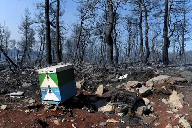 Požar je povzročil pravo ekološko katastrofo.