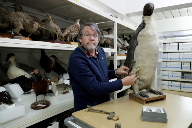 #foto Na Novi Zelandiji odkrili fosil pingvina