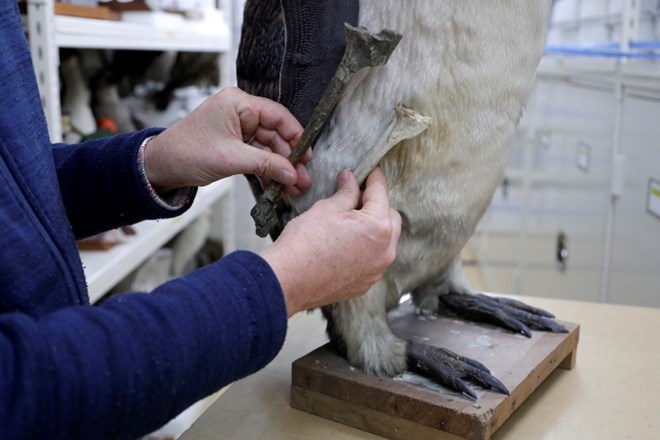 #foto Na Novi Zelandiji odkrili fosil pingvina