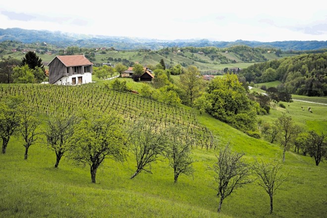 Hiša sredi vinogradov v značilnem gričevnatem okolju Kozjanskega, Kombinat arhitekti