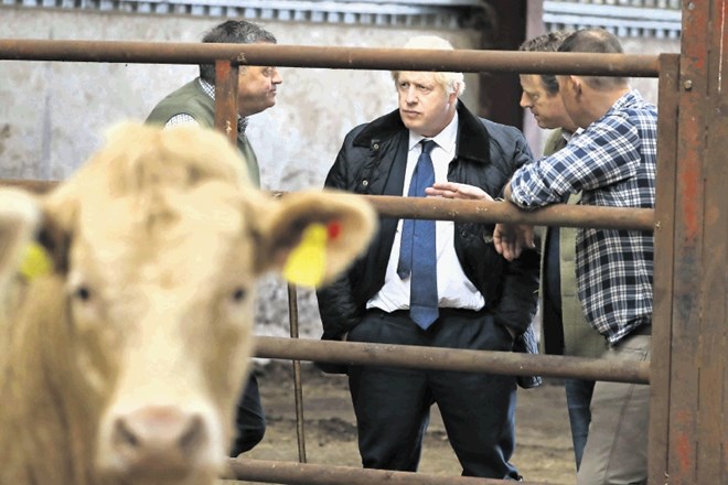 Boris Johnson začenja svoj predvolilni boj, na fotografiji je na obisku kmetije na Škotskem,  zatem ko je kosil z angleško...