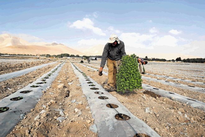 Dolina Jordana z rodovitno zemljo velja za palestinsko žitnico, saj tam pridelajo večino hrane, tako kot kmet na fotografiji...
