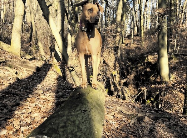 Med sprehodom po gozdu smo pozorni na pasti, ki prežijo na razigrane pse.