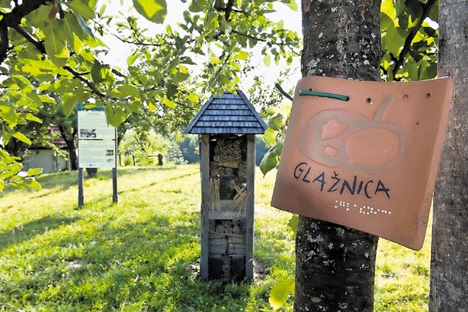 Vsa drevesa v  ekološkem travniškem sadovnjaku na Čerčkovi domačiji so opremljena z označevalnimi tablicami, tudi v braillovi...