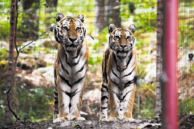 Med približno dvesto živalmi so tudi trije sibirski tigri.
