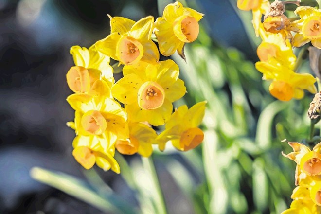 Nekatere vrste narcis, predvsem Narcissus tazetta, so za hladne zime preveč občutljive in jih je bolje pobrati iz zemlje.