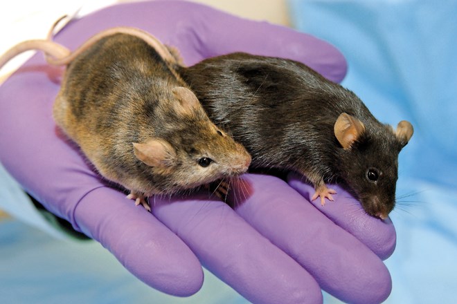 Se zavedamo nevarnosti okužbe z mišjo mrzlico?