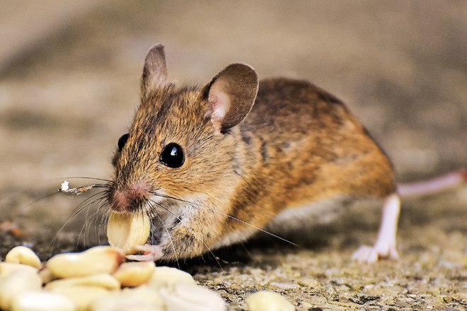 Se zavedamo nevarnosti okužbe z mišjo mrzlico?