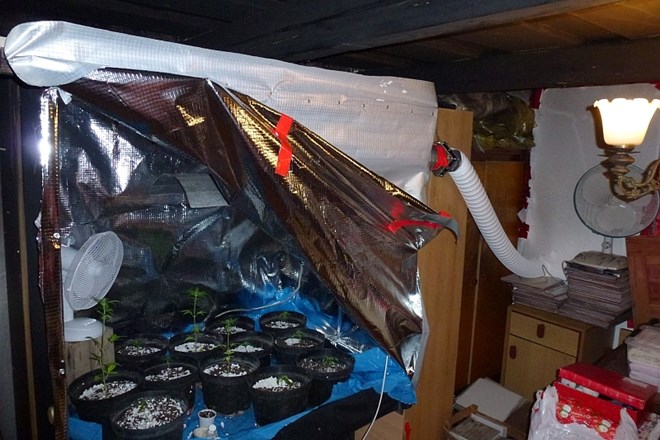 V laboratoriju za hidroponično gojenje marihuane  je bilo v času hišne preiskave 22 sadik prepovedane konoplje.