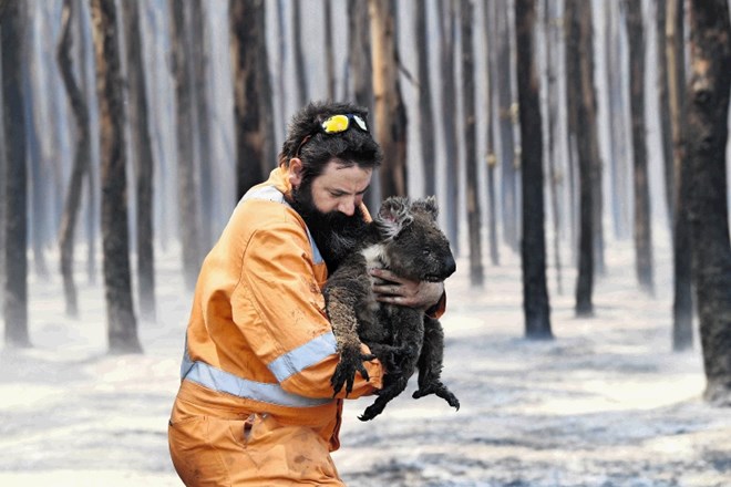 Med najbolj nebogljenimi žrtvami uničujočih požarov so počasne in neokretne koale. Rešujejo jih tako domačini kot gasilci, na...