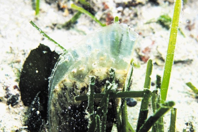 Zaradi parazita so  75 leščurjev iz Portoroškega zaliva preselili v Škocjanski zatok. Leščur je  ogrožena in  zaščitena...