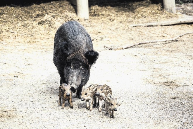 Mesec dni stari mladički divje svinje  sledijo samici in se podijo po ogradi.