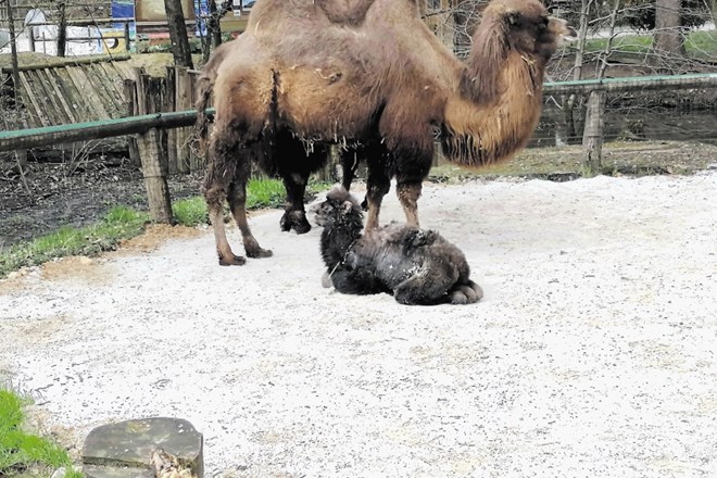 Čredi dvogrbih kamel se je pridružila nova članica, dolgonoga Zayo.