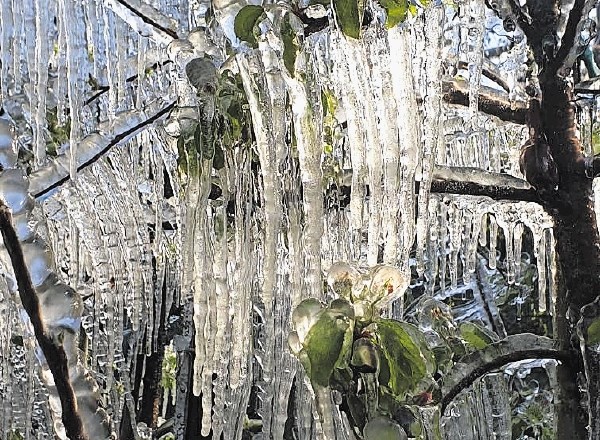 Pri oroševanju se okrog cvetov ustvari ledeni ovoj, ki ščiti pred nizkimi temperaturami.