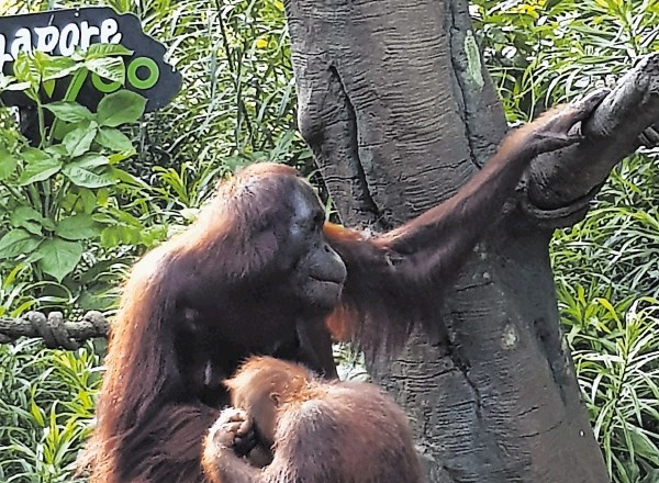 Med največje atrakcije Singapurja sodi tudi tamkajšnji živalski vrt, v katerem priredijo tako imenovani zajtrk z orangutani,...