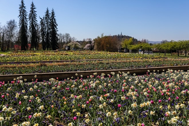 #fotogalerija Arboretum volčji potok: Polja cvetočih tulipanov brez  oboževalcev