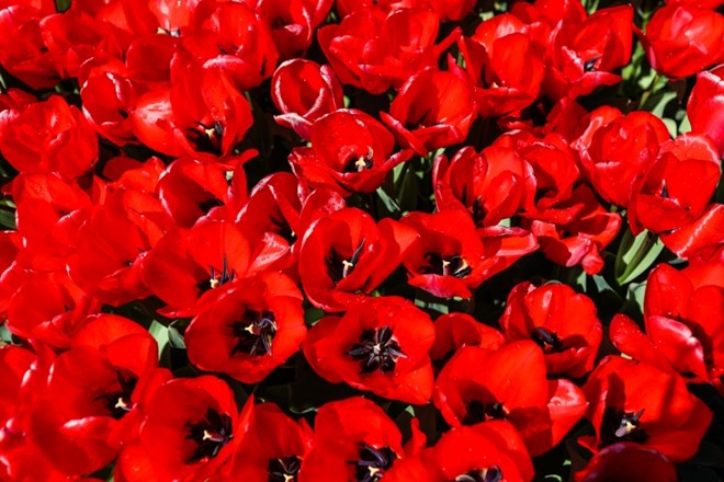#fotogalerija Arboretum volčji potok: Polja cvetočih tulipanov brez  oboževalcev