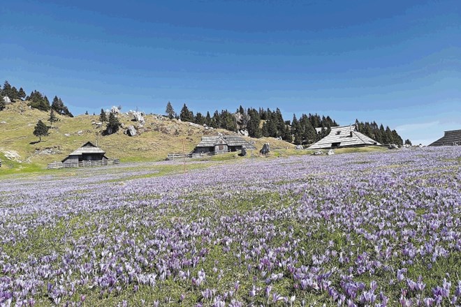 Cvetoče preproge žafranov so spomladi na Malo in Veliko planino vselej privabile množice pohodnikov. (Foto: Tina Jereb)