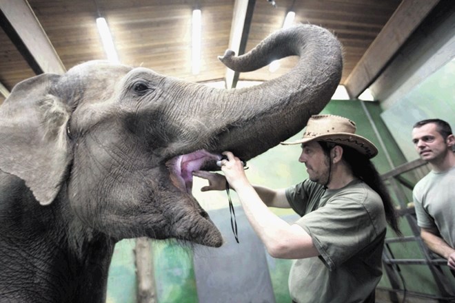 Azijska slonica Ganga trenira šest dni v tednu, dvakrat na dan.