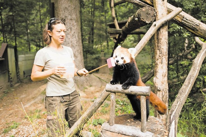 Mačje pande se učijo priti k trenerju na klic.