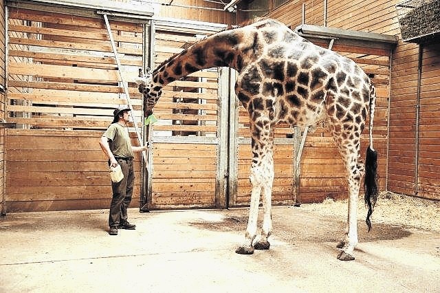 Žirafji samci so kot mladi fantje, včasih se med seboj borijo za najvišji položaj v skupini.
