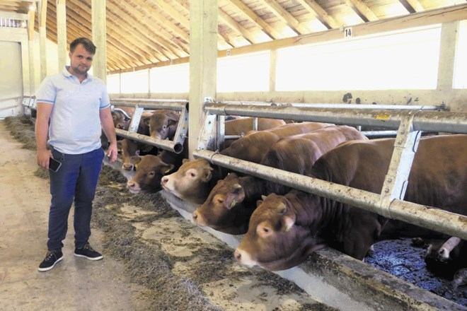 Pri Jazbečevih v Drožanju redijo 135 bikov pitancev. Od projekta Meso iz Sevnice pričakujejo predvsem višjo odkupno ceno...