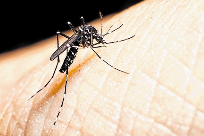 Tigrasti komar kot invazivna vrsta  pri nas nima naravnega sovražnika.