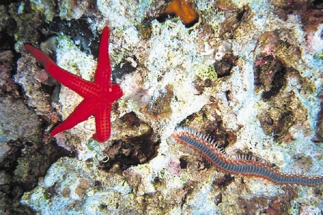 Črvi niso nevarni zgolj za ljudi, ampak napadajo tudi morske zvezde. Lani je število poškodovanih morskih zvezd skokovito...
