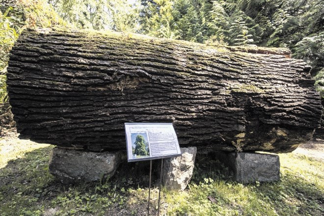 Marmontova lipa je na območju vrta rasla več kot dvesto let in je bila dolgo med najstarejšimi drevesi Botaničnega vrta....