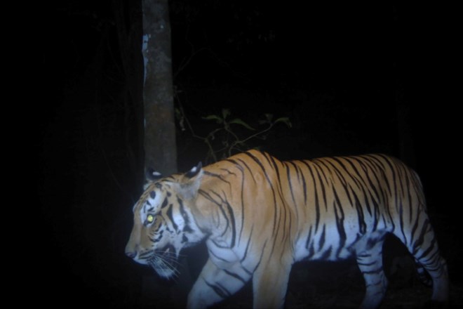 Kamere so tigra v pokrajini na zahodu Tajske ujele prvič po štitih letih.