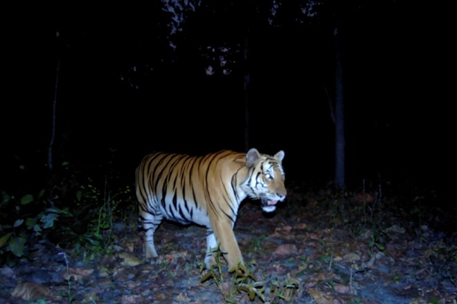 Na Tajskem naj bi bilo trenutno 160 živih divjih tigrov.
