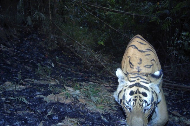 Eden izmed mladih tigrov si je kamero prišel ogledati povsem od blizu.