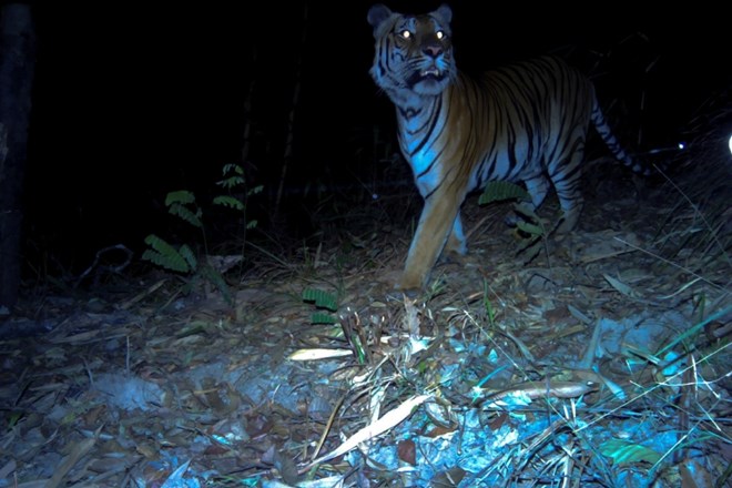 Tigri so ogrožena živalska vrsta.