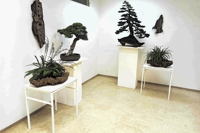 Matija Triglav svoje bonsaje rad razstavi, občasno pripravi tudi kakšno delavnico oblikovanja dreves.
