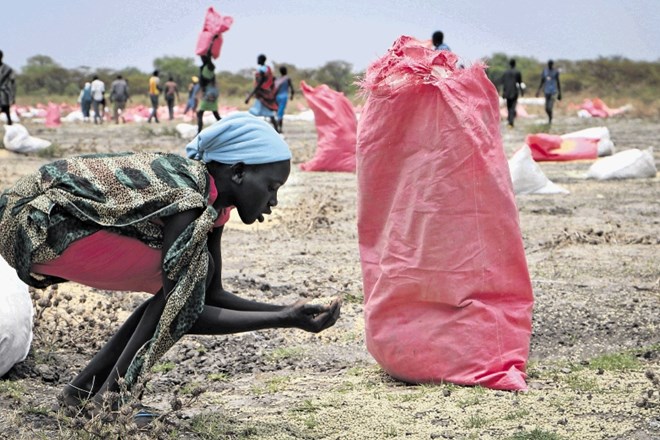 Prebivalka Kandaka v Južnem Sudanu pobira raztreseno proso, ki so ga iz zraka v vrečah vrgla letala v okviru Svetovnega...