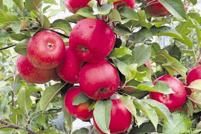 Ker plodovi rdečih sort,  tudi bonite (na sliki), zorijo postopoma, jih obirajo večkrat v sezoni.