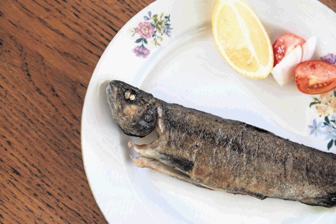 Po vsem Posavju so pripravili vrsto kulinaričnih delavnic na temo ribjih jedi, da bi Posavce spodbudili k pogostejšemu...