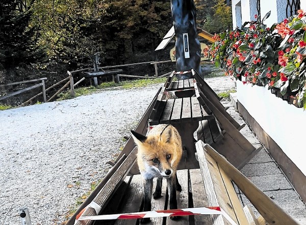 Odsotnost gneče pri Partizanskem domu na Vodiški planini na Jelovici s pridom izkoriščajo lisice, ki redno zahajajo k...