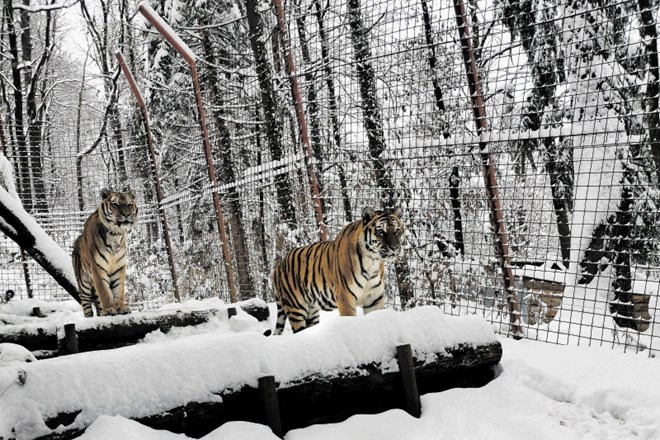 Sibirska tigra (zgoraj), ki sta po 12 letih življenja v cirkusu našla v parku ustrezno oskrbo in pozornost,  pojesta tudi do...