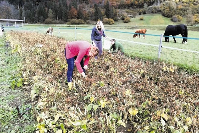 Ekološki kmetje, ki sodelujejo v projektu Semenjalnica na Zgornjem Gorenjskem, so strokovne podpore veseli, hkrati pa jim ni...