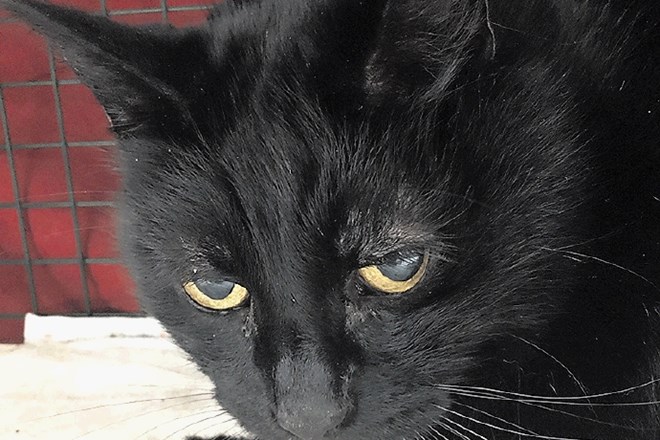 V Gmajnicah med drugim skrbijo za 12 let starega črnega mačka, ki so ga ulovili na območju Roga.