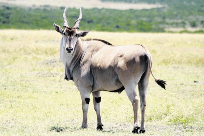 Deset najdražjih živali, ki jih lahko ubijete v Namibiji