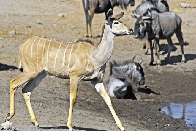 Deset najdražjih živali, ki jih lahko ubijete v Namibiji