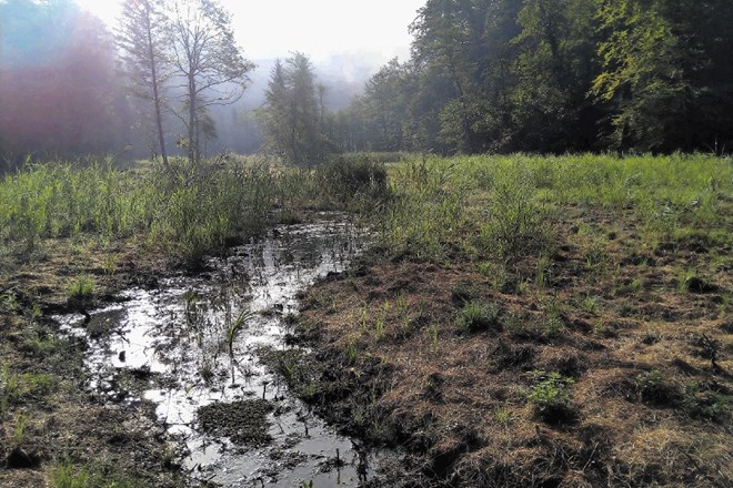 V minulem letu so opravili   potrebne hidrološke posege za ohranjanje  mokrotnih habitatov  v dolini Strajanov breg.