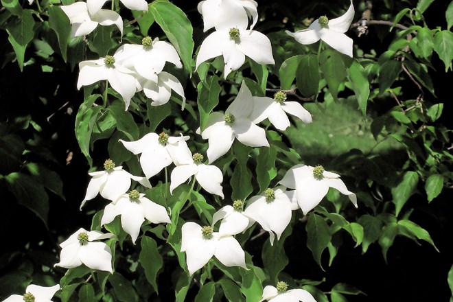 Japonski cvetni dren (Cornus kousa): kraljevič vrtov – v križ postavljeni beli listki so dodatek neopaznim cvetovom v njihovi...